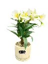 White orchids with cream ceramic pot