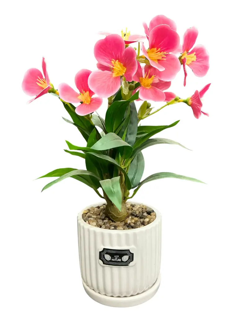 Pink Orchids with white ceramic pot