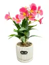 Pink Orchids with white ceramic pot