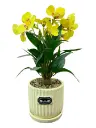 Yellow orchids with cream ceramic pot