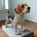 Large beagle dog in standing position with whacking tail