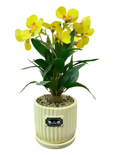 Yellow orchids with cream ceramic pot