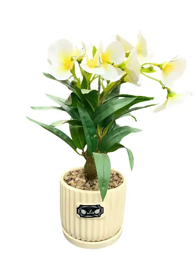 White orchids with cream ceramic pot
